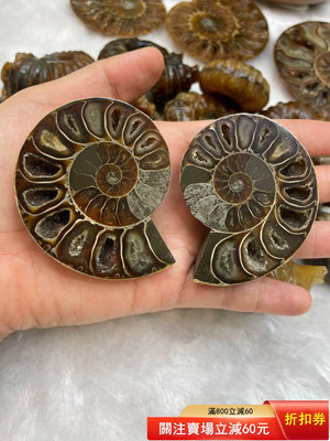 【天然螺化石】海螺化石玉化螺菊石開片擺件,古生物海螺科普參考