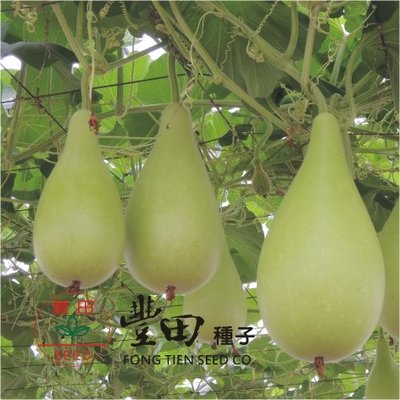 【野菜部屋~】K66 福寶梨仔匏種子4粒 , 抗病性強 , 產量高 , 每包15元~
