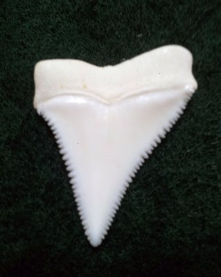 (New 大白鯊嘴牙) 3.7公分真正大白鯊(上鍔)鯊魚牙..無刮痕無缺齒. A標本級. 稀有! #30.372907
