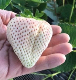 "草莓一族"日本草莓種子/日本白い宝石草莓王/9粒入種子