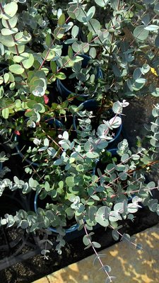 ╭☆東霖園藝☆╮超優質樹種(加寧桉)又稱圓葉尤加利---有驅蚊效果---缺貨中
