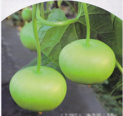 【蔬菜種子S423】蘋果瓠瓜~~坐果率高。果實偏圓型，瓜色油綠有光澤，肉質厚，細嫩多汁。