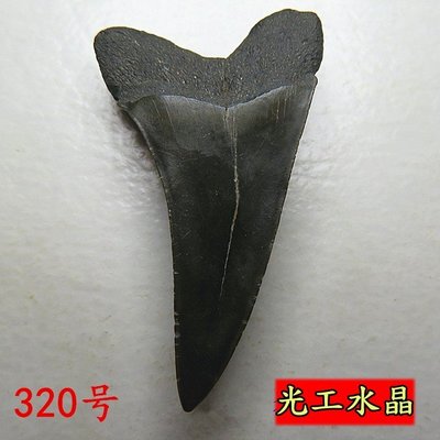 光工水晶阿賽斯特萊 巨齒鯊牙大牙鯊真牙齒遠古化石吊墜千萬年牙飾品 梅爾卡巴第三眼開發松果體3.2g