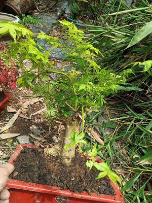 超級大粗頭矮霸造型漂亮日本品種紅楓樹，名字叫鴨立澤，常年葉子都是白綠色紋路，4680元好種植喜歡半日照以上潮濕的環境免運
