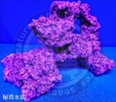 ♋ 秘境水族 ♋【美國CORAL REEF 】 珊瑚礁 人工活石(假活石) 適用裝飾/躲藏/繁殖 (TZ-S16)
