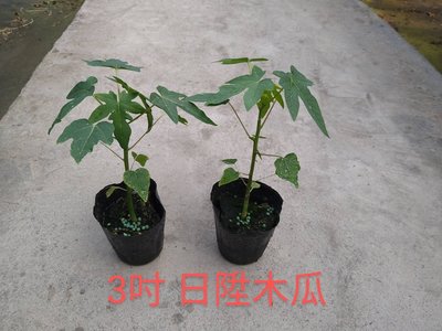 ^花草巷弄^ 3吋盆 / 日陞木瓜 / 實生苗 / 食用植物 / 水果植物