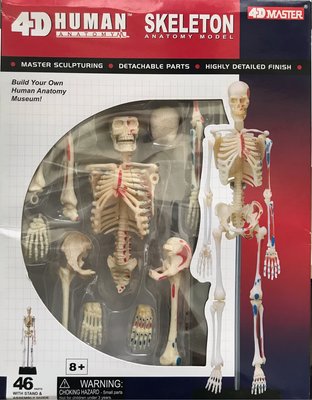 *立騰玻璃*人體解剖模型 人體器官模型 人骨模型 生物 教學模型 4D人體骨骼模型 理化 科學 實驗