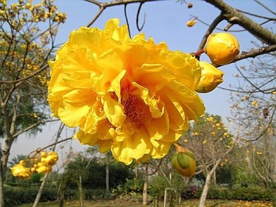黃金牡丹樹/肉質性植物/8吋盆/高度約110 cm