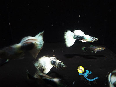 純品系 白尾禮服孔雀魚 (一對) 純品系孔雀魚專區 活體宅配 戶外飼養/模型 黃尾禮服