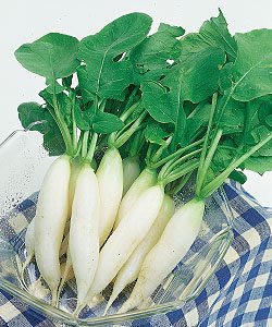 【媽咪蔬果園】、日本進口迷你白蘿蔔　種子