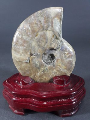 [銀九藝] 古生物 天然斑彩螺 鸚鵡螺化石 11.5x9x2.7cm 淨重~282g (e5)