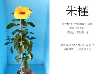 心栽花坊-朱槿/扶桑/觀賞植物售價200特價180