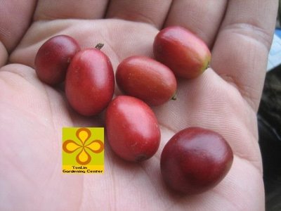 ╭☆東霖園藝☆╮果樹苗(阿拉比卡咖啡)咖啡----可泡出香淳的咖啡香
