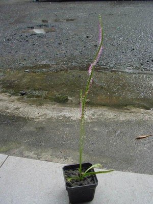 芳草園－台灣原生蘭「綬草」
