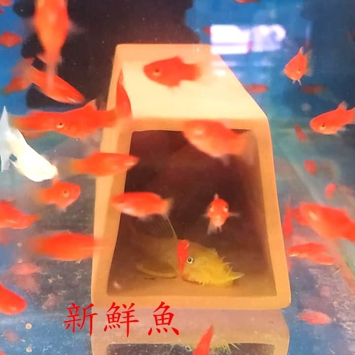 新鮮魚水族館 實體店面台灣雅柏up F 501 M 陶瓷繁殖甕中梯形異型短鯛繁殖 Yahoo奇摩拍賣