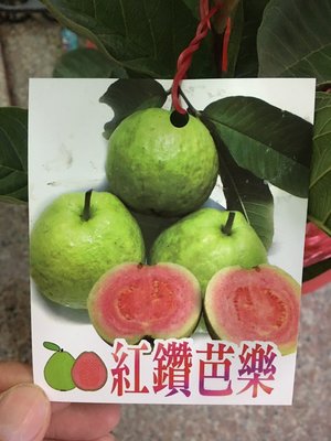 ╭☆東霖園藝☆╮新品種水果苗(粉紅色蜜拔)紅鑽芭樂 .番石榴 .果肉是粉紅的喔..不是紅心拔