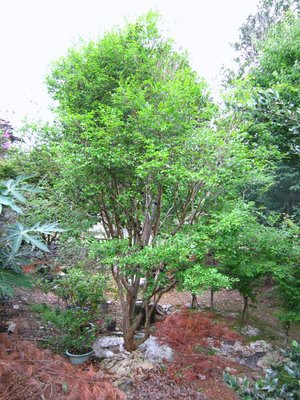 阿木園藝 奇型庭園樹 樹葡萄 嘉寶果 超會結果實 生長旺盛 適合庭院造景
