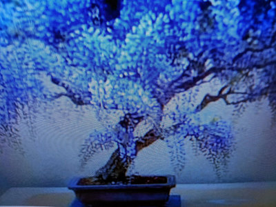 老盆養多年出頭造型漂亮日本紫藤花小品盆栽，好種植喜歡半日照以上的環境會爬藤1980元優惠超商取貨免運費頭部約有3公分