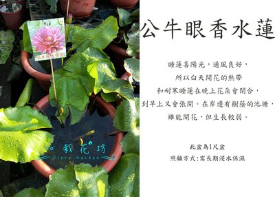 心栽花坊-公牛眼香水蓮/睡蓮/9吋盆/水生植物/觀花植物/售價1300特價1000