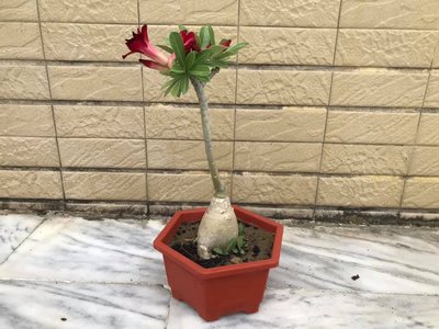 沙漠玫瑰(紅)7吋盆《美觀、療癒、幸福、會開花、植物、造景、綠化、盆栽、台南、玄悟藝樹》
