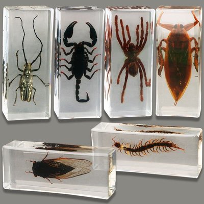 五只樹脂真實昆蟲標本 透明樹脂擺件蜘蛛蝎子金龜蝗蟲土蜂鞋子