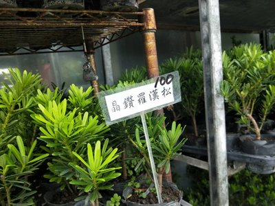 樹苗.喬木~金鑽羅漢松~3吋袋苗/高5-10公分-花精靈植物的家