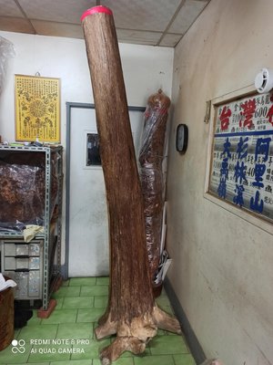 頂級越南惠安沉香木，超粗大，木質扎實（實心沉香木）重達60公斤，氣韻清香