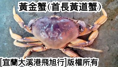 活體黃金蟹(首長黃道蟹)........原價每隻1.2公斤約2376，特價每隻1850