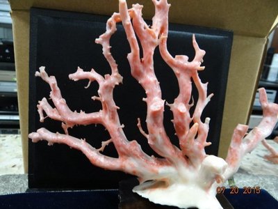 天然台灣深海粉紅珊瑚-3   整株重量:約450g  分享收藏！