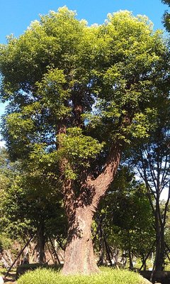 【竹林農莊】 百年 老樟樹     4尺半面 ~ 珍稀老樹