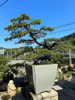 （河東堂）大型台灣真柏盆栽美品。高約190公分，園藝專家型塑完成，樹型四面皆美，大展風華。