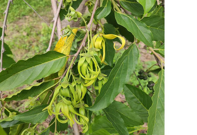依蘭依蘭 真正香水樹 實生苗 稀有花卉 ❌❌❌非矮香水樹