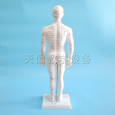 人體針灸模型50CM男性中文塑盤針灸穴位模型人體經絡模型