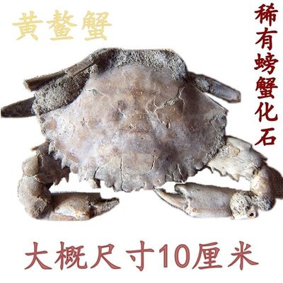 天然節肢動物螃蟹化石家居擺件稀有古生物教學科普標本7777凌雲閣化石隕石 促銷