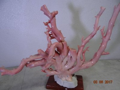 天然深海粉紅珊瑚-4   432g 超大株...分享收藏！