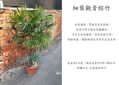 心栽花坊-細葉觀音棕竹/1尺2/觀葉植物/室內植物/綠化環境/售價1800特價1500