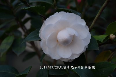 台中茶花- 久留米乙女 -(原棵茶花)- CC232