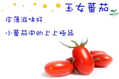 玉女番茄  甜蜜蜜爆漿，皮薄汁多甜度高 台灣第一小番茄品種 (種子區)