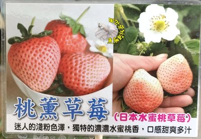 [日本水蜜桃草莓盆栽 桃薰草莓苗 粉白草莓盆栽] 4.5-5寸方盆 新品種草莓苗 ～季節限定~ 先確認有沒有貨再下標!