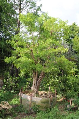 景觀樹(七里香)