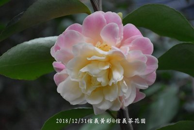 台中茶花- 信義黃彩 -(嫁接茶花)- HH15