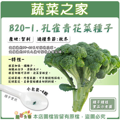 【蔬菜之家滿額免運】B20-1.孔雀青花菜種子 4顆 //花球翠綠，外型美觀，可多階段性採收。 根莖細長、纖維少、甜脆
