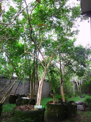 阿木園藝 奇型庭園樹 七里香 適合庭院造景 種植於美植袋適合夏天移植
