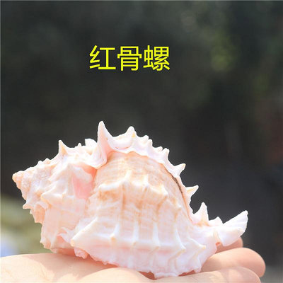 天然貝殼大粉紅骨螺聽風海螺多肉花盆魚缸造景卷貝魚寄居蟹替換殼