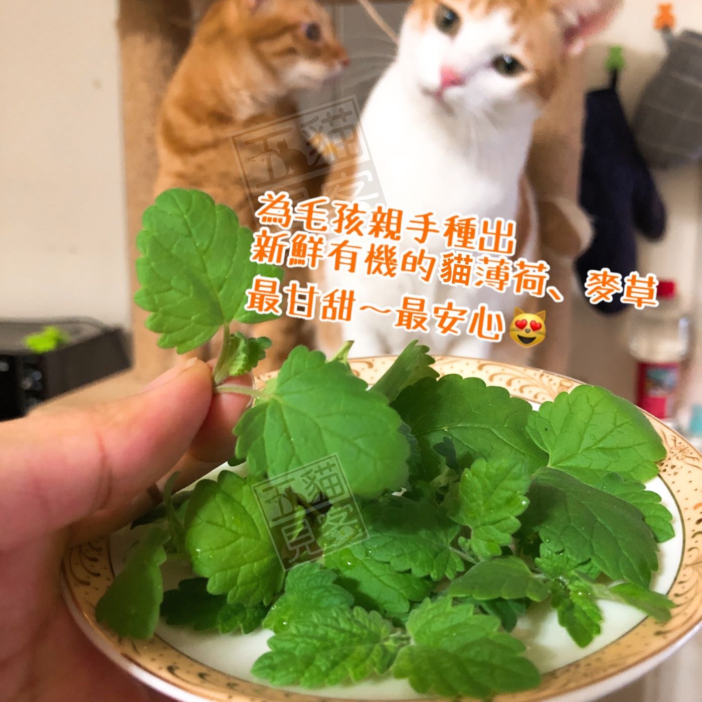 新鮮 貓草種植組 家庭號 貓草天然化毛麥草換毛小麥小麥草大麥草化毛膏牧草貓草貓兔五貓見客 Yahoo奇摩拍賣