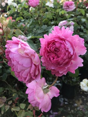 日本庭院盆栽嫁接樹狀月季樹形樹樁月季玫瑰花苗大花植物濃香當年開花1入
