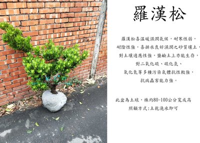 心栽花坊-羅漢松/樹型隨機/造型樹/綠化環境/綠籬植物/售價4000特價3500