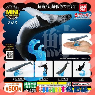 ∮Quant雜貨鋪∮┌日本扭蛋┐ BANDAI 生物大圖鑑-鯨魚 全4款 藍鯨 大翅鯨 抹香鯨 虎鯨 轉蛋