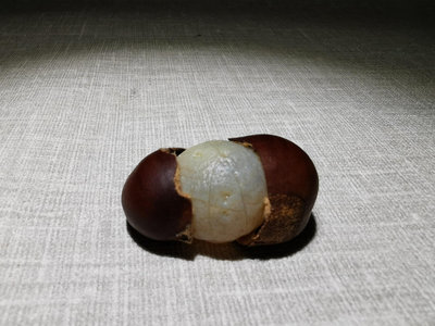 【二手】糖炒栗子  瑪瑙  2.5*1.8 古玩 收藏 舊貨【瀟湘館】-1486