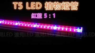 ♥遠見LED♥LED植物燈 紅:藍=5:1 110V T5 LED植物燈管 4尺 紅藍光 單燈管 日光燈管 溫室 層架